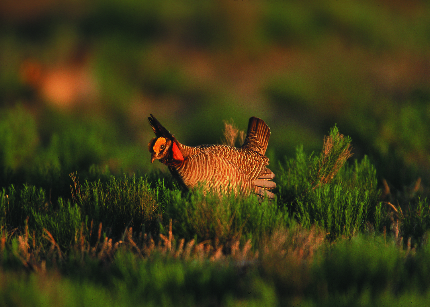 A lesser prairie-chicken in its natural habitat in eastern New Mexico. This image by Gary Kramer is courtesy of Wikimedia Commons and the USDA Natural Resources Conservation Service.