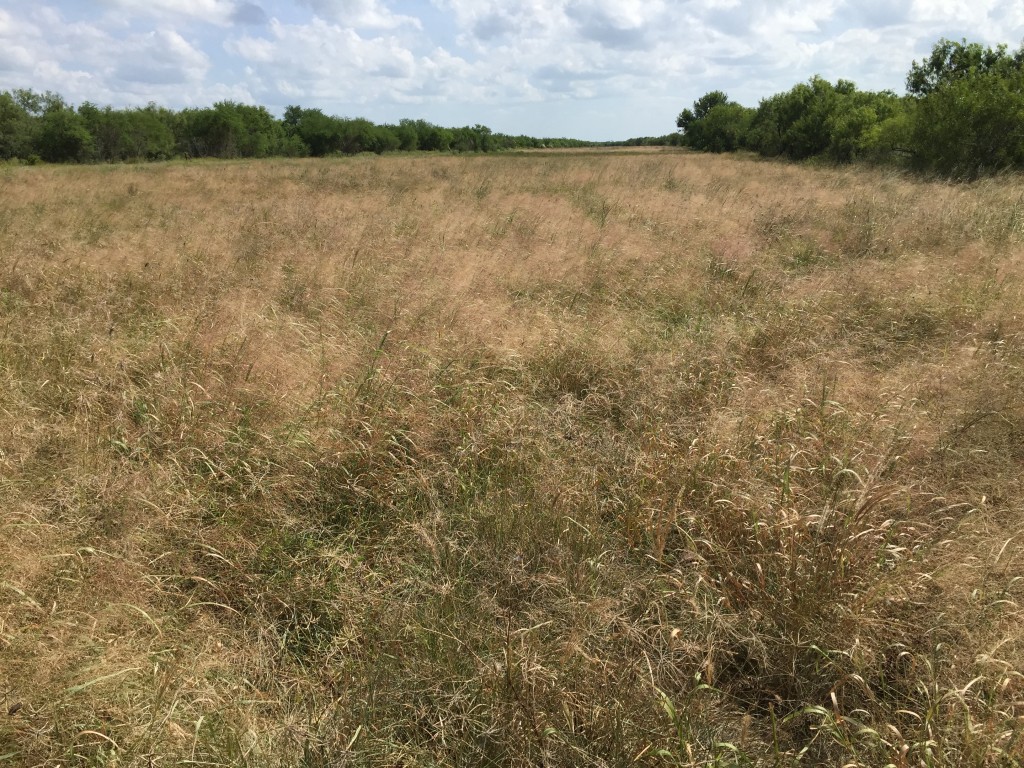 Native seed availability has allowed for the successful restoration of native plants to large scale natural gas right of ways crossing South Texas. Photo by Forrest Smith